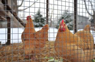 backyard hens